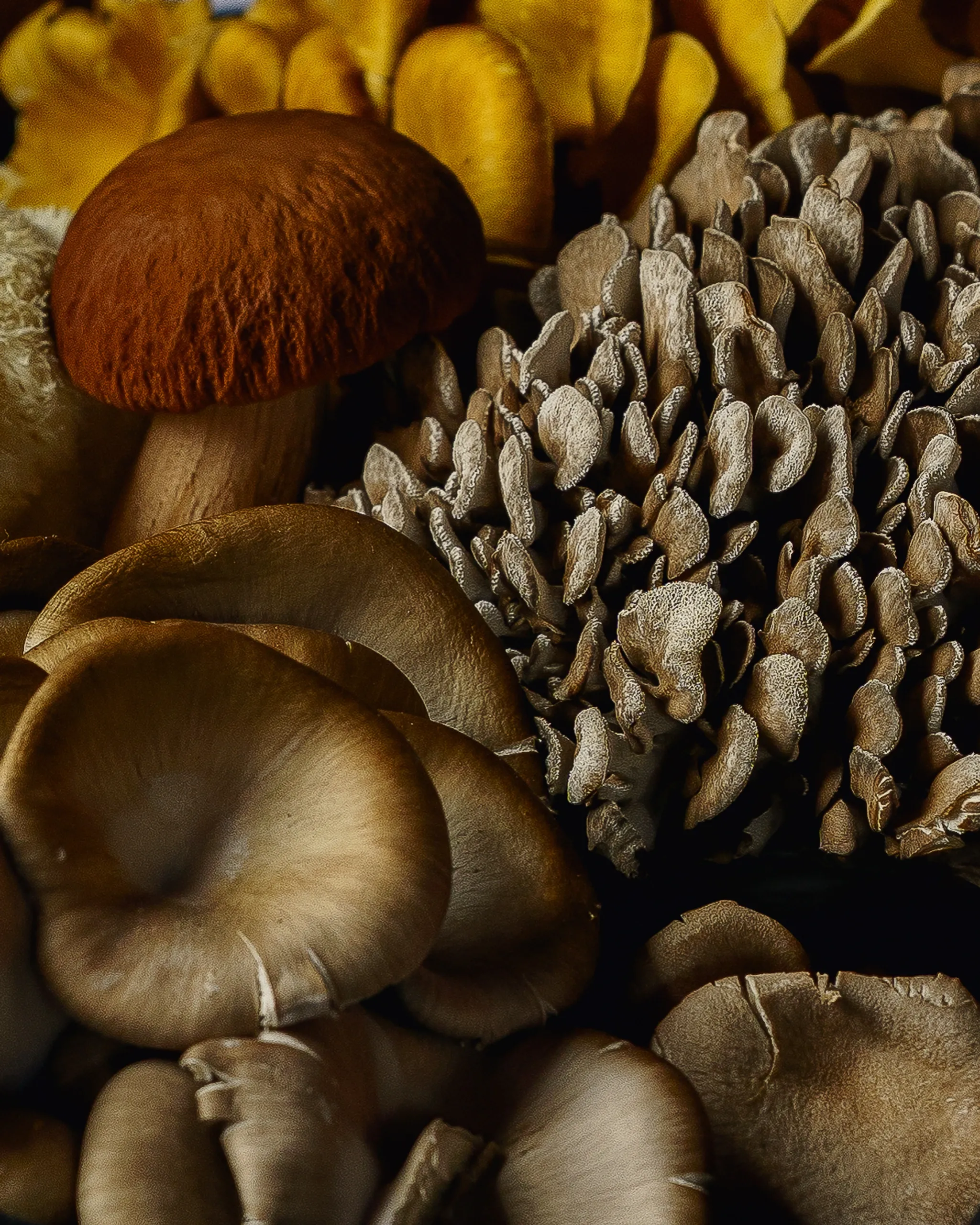 Rare exotic culinary mushrooms